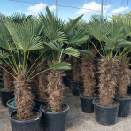 Palma konopná (Trachycarpus wagnerianus) – celková výška 150-180 cm, výška kmeňa 80-90 cm, kont. C55L (-19°C)